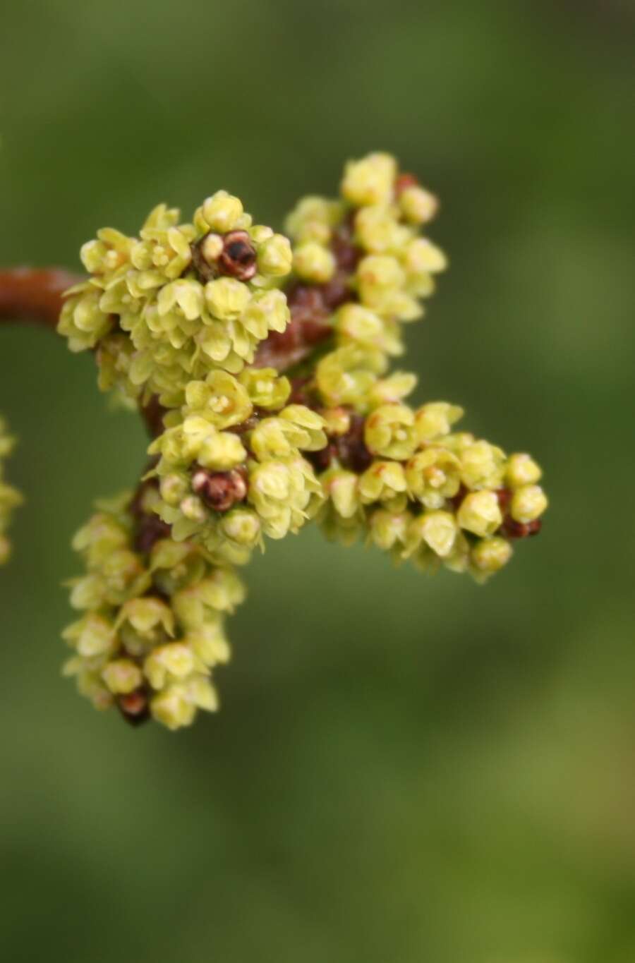 Image of fragrant sumac