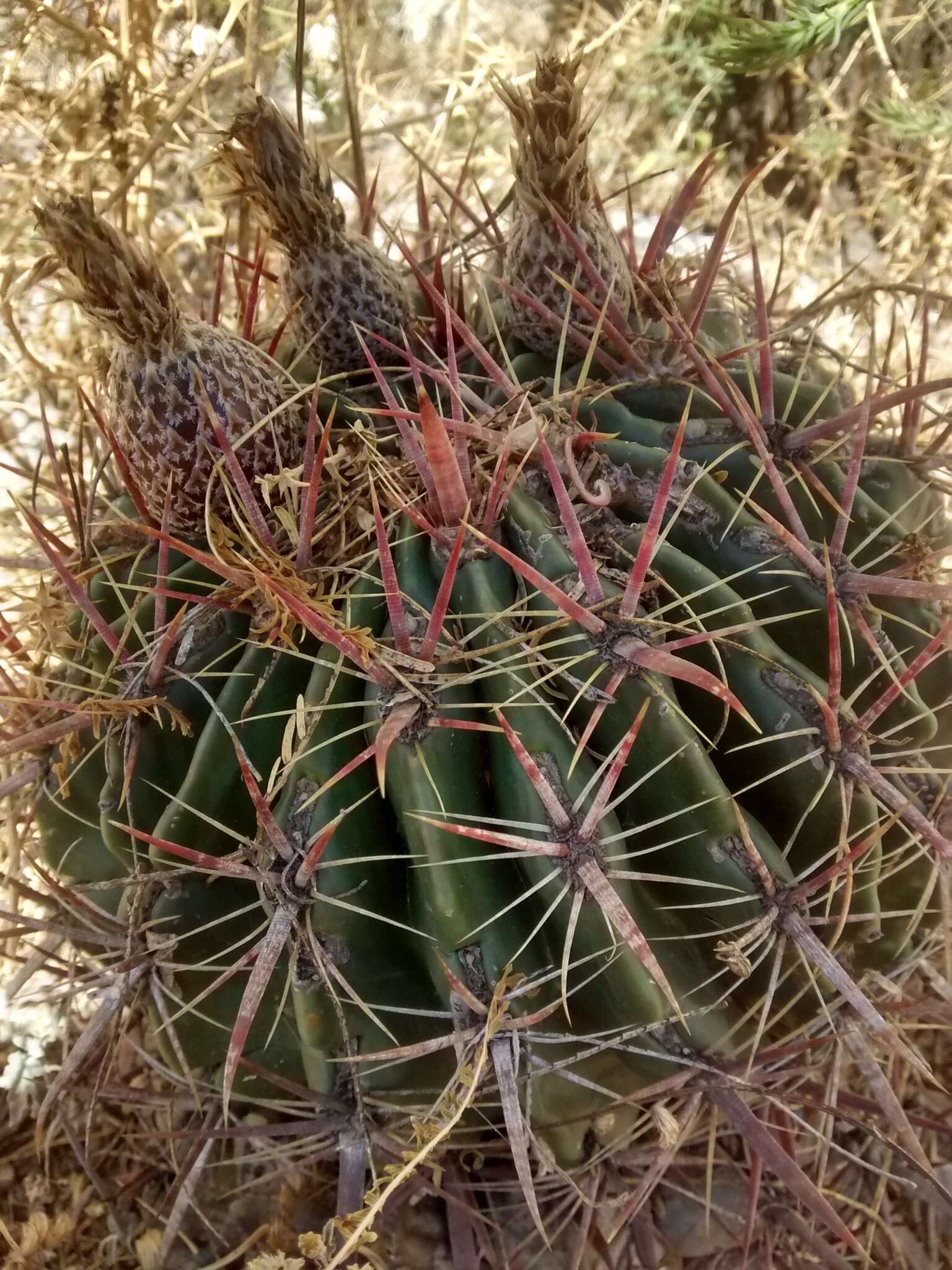 Image of Ferocactus latispinus (Haw.) Britton & Rose