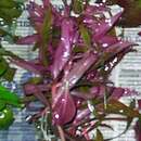 Image of Ammannia gracilis Guill. & Perr.