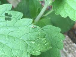 Image of Leafhopper