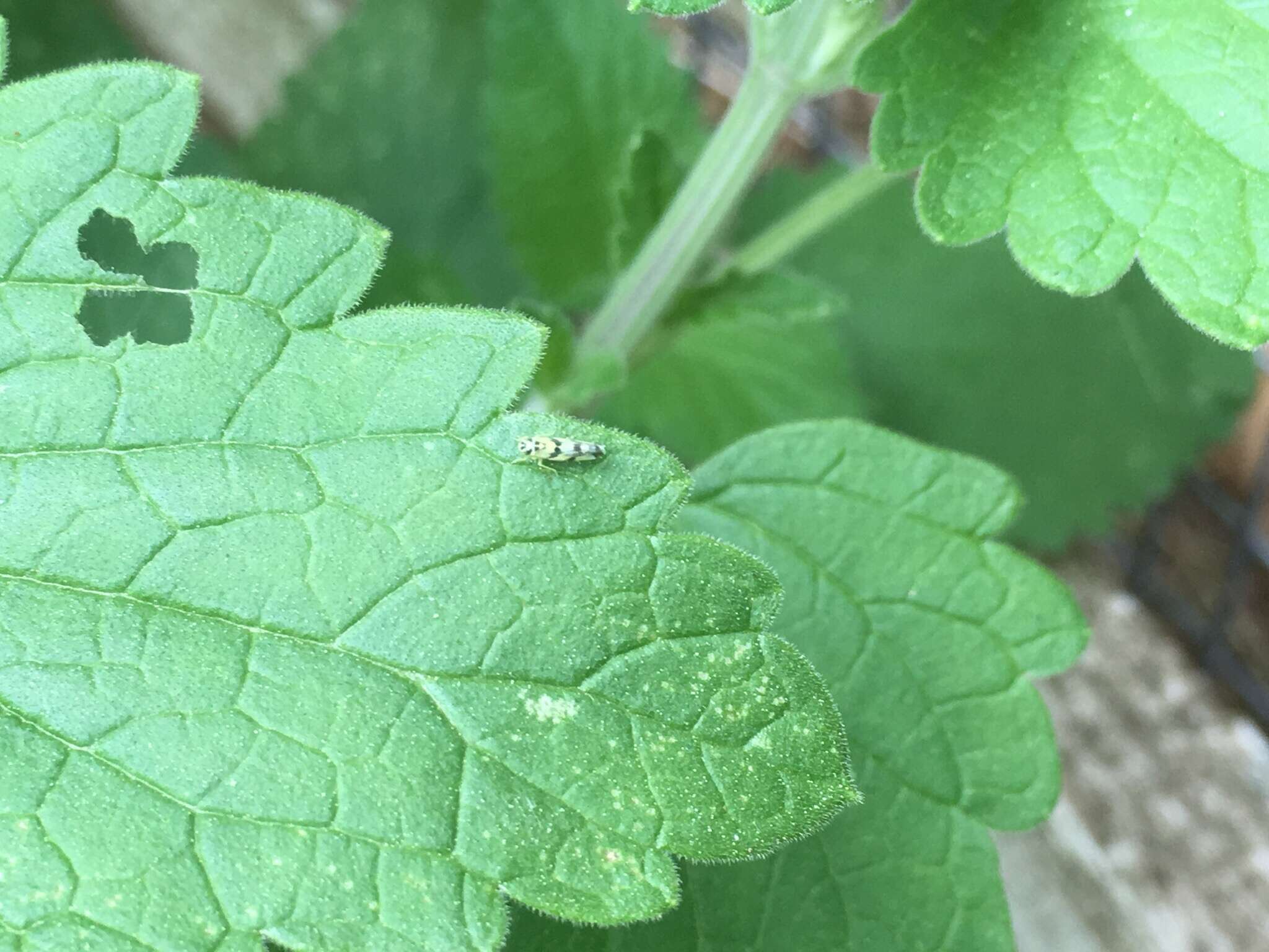 Image of Leafhopper