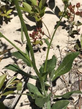 Слика од Lobelia appendiculata A. DC.