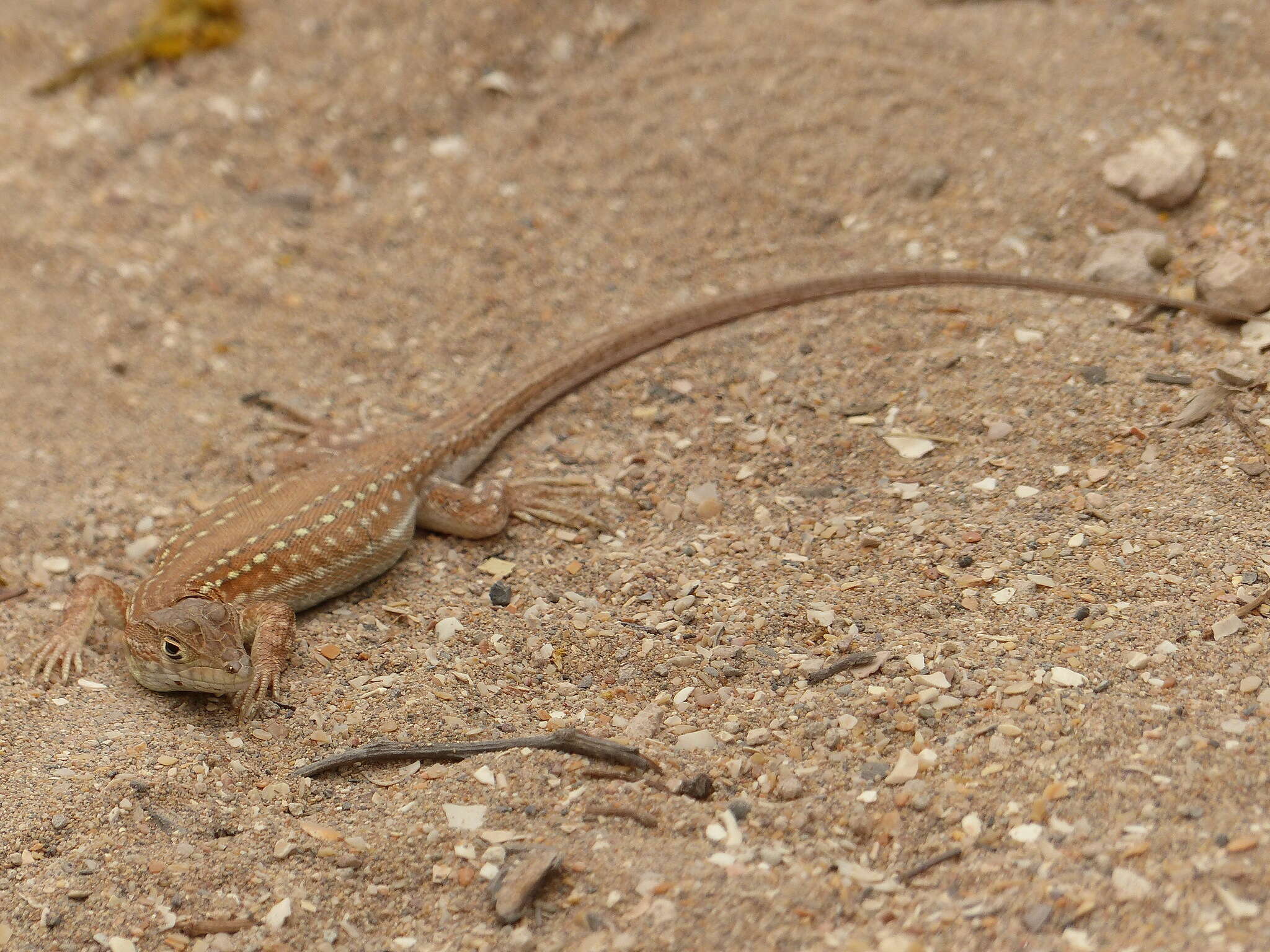 Plancia ëd Acanthodactylus margaritae Tamar, Geniez, Brito & Crochet 2017