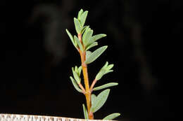 Image of Pimelea prostrata subsp. vulcanica C. J. Burrows