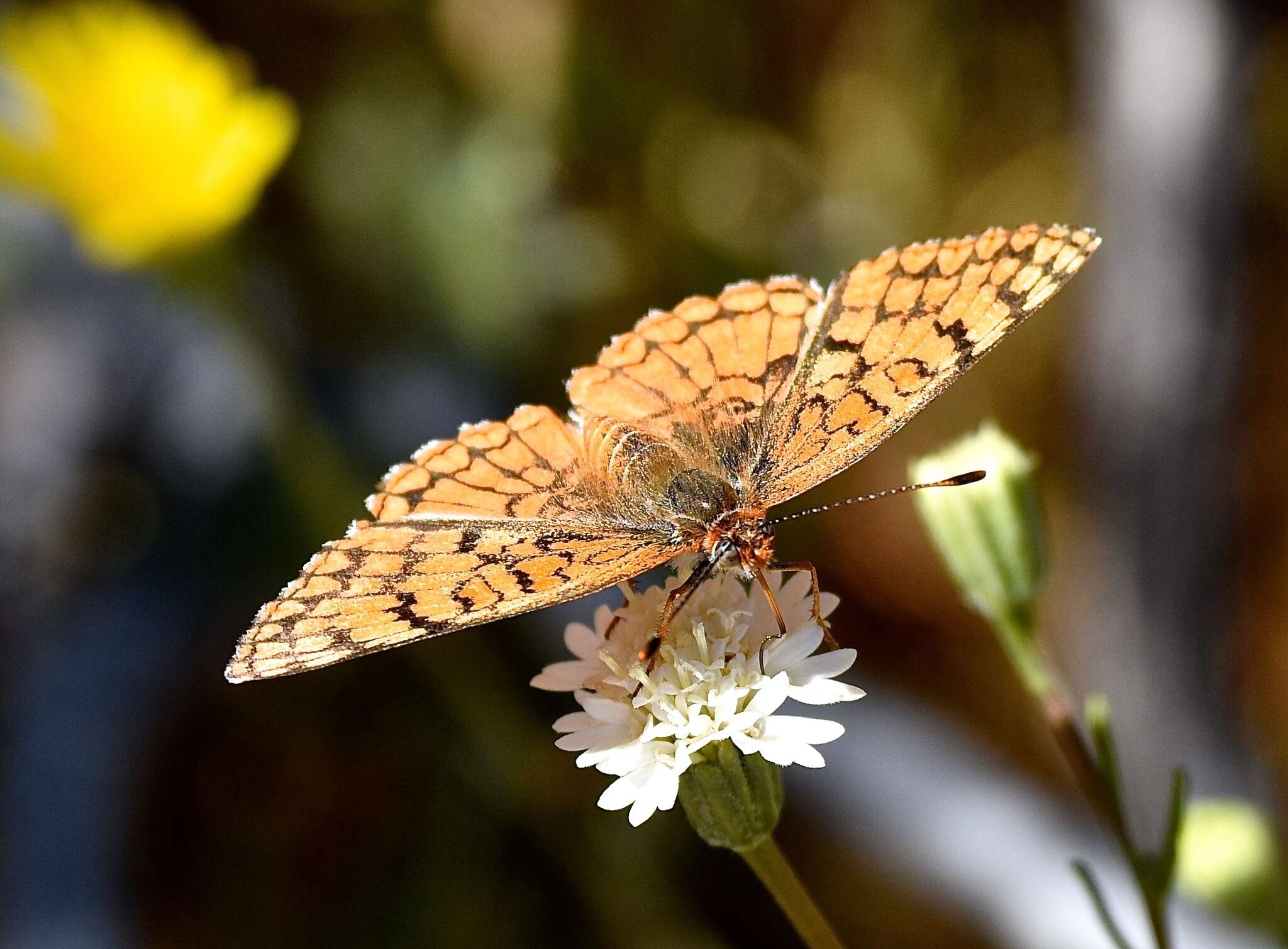 Image of Sagebrush Checkerspot