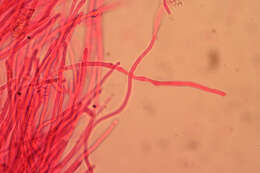 Image of Pycnoporellus spp.