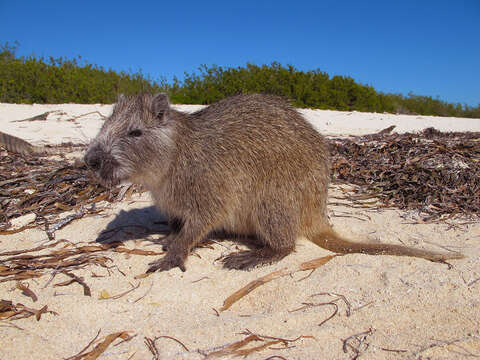 Image of Hutia