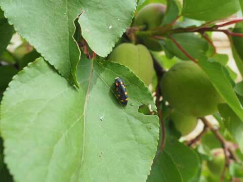 Imagem de Ptosima undecimmaculata (Herbst 1784)