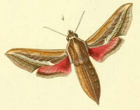 Image de Basiothia charis (Walker 1856)