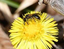 Image de Lasioglossum quebecense (Crawford 1907)