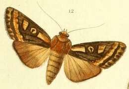 Image of Amphia hepialoides Guenée 1852