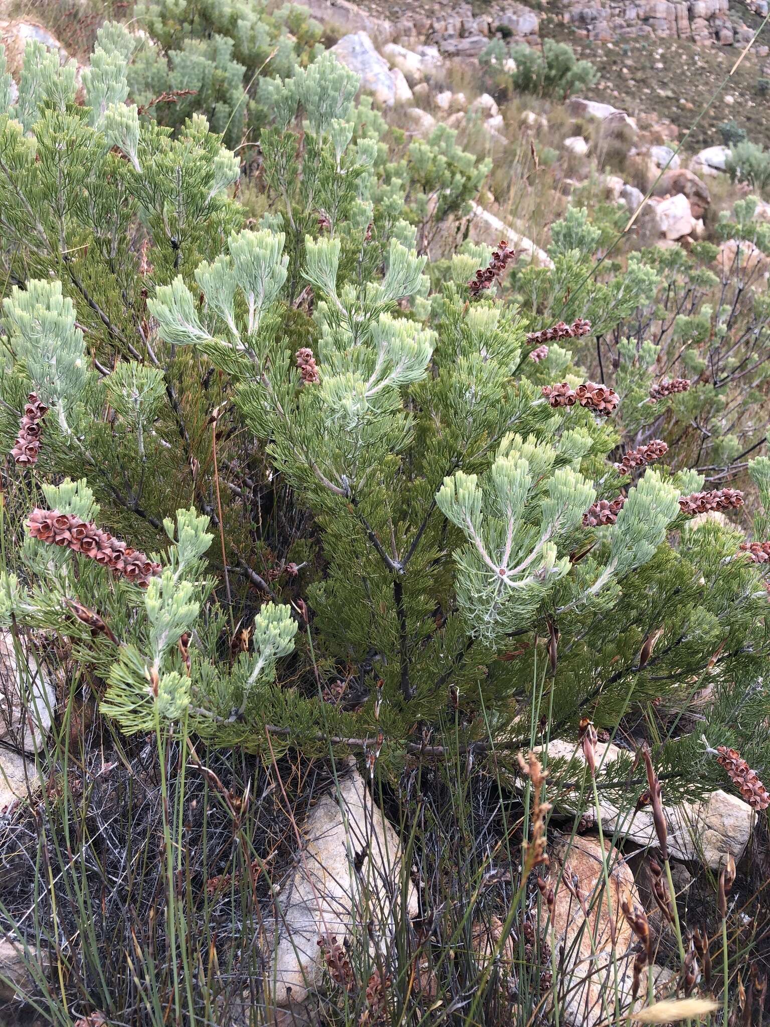 Image of Paranomus tomentosus (Phill. & Hutch.) N. E. Br.