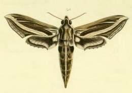 Image of Hippotion geryon (Boisduval (1875))