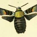 Image of Sataspes infernalis (Westwood 1847)