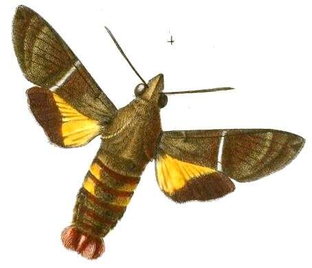 Image of Macroglossum hirundo Boisduval 1832