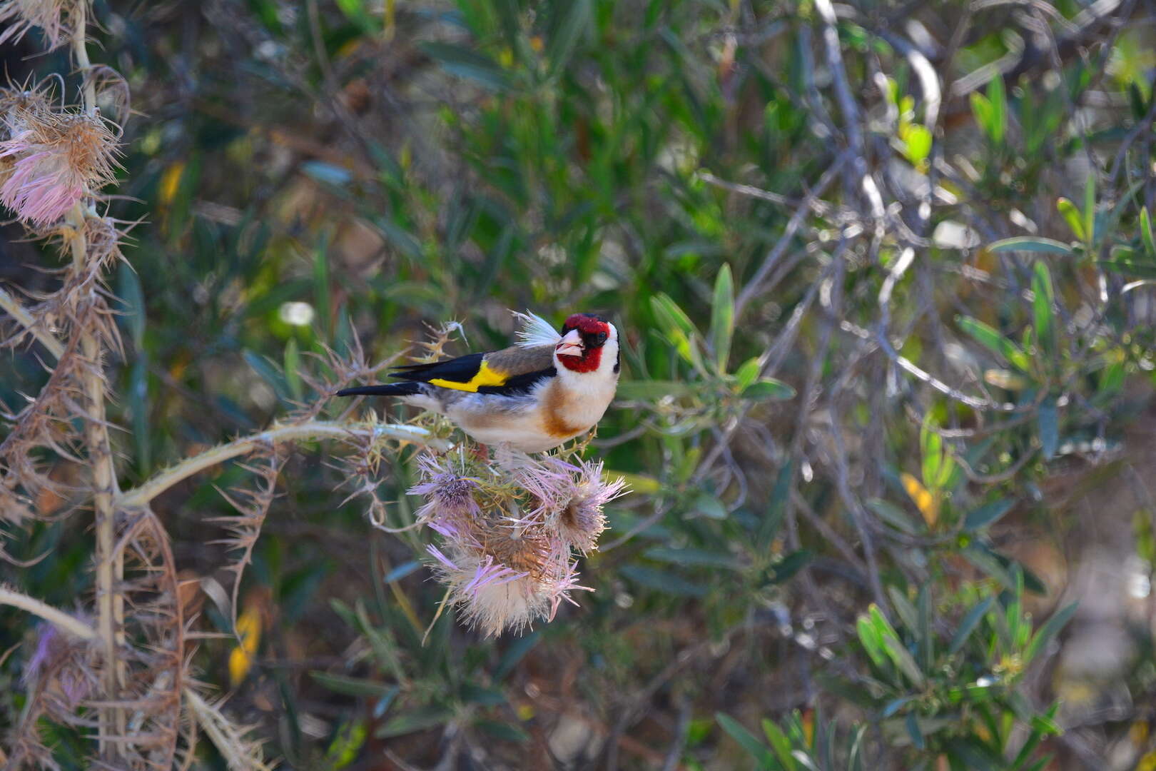 Imagem de Carduelis carduelis tschusii Arrigoni degli Oddi 1902