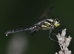 Image of black darter