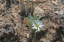 Image of hoary Townsend daisy