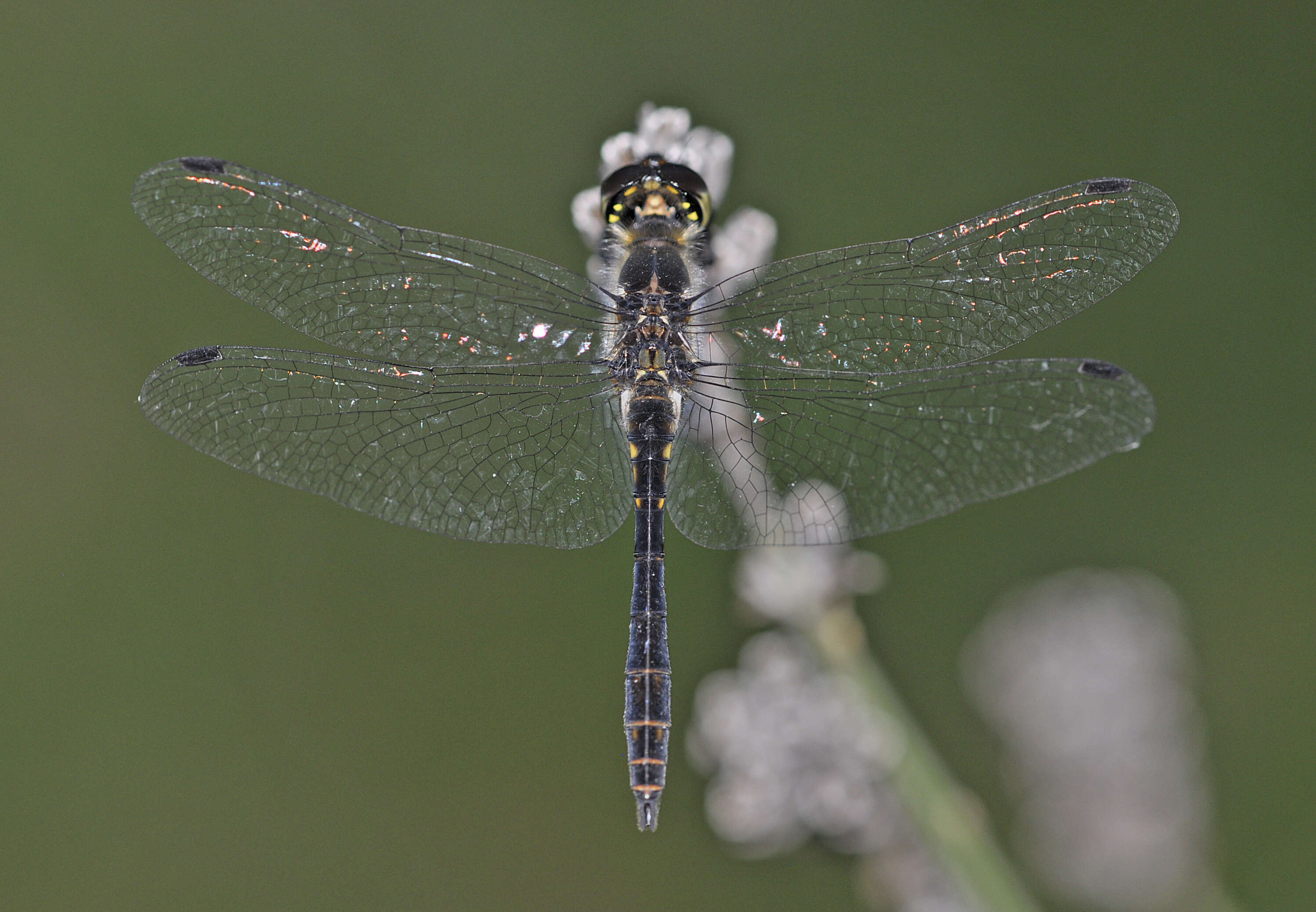 Image of black darter