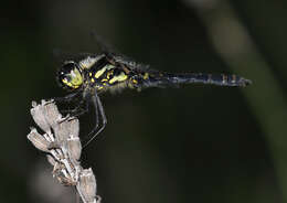 Image of black darter