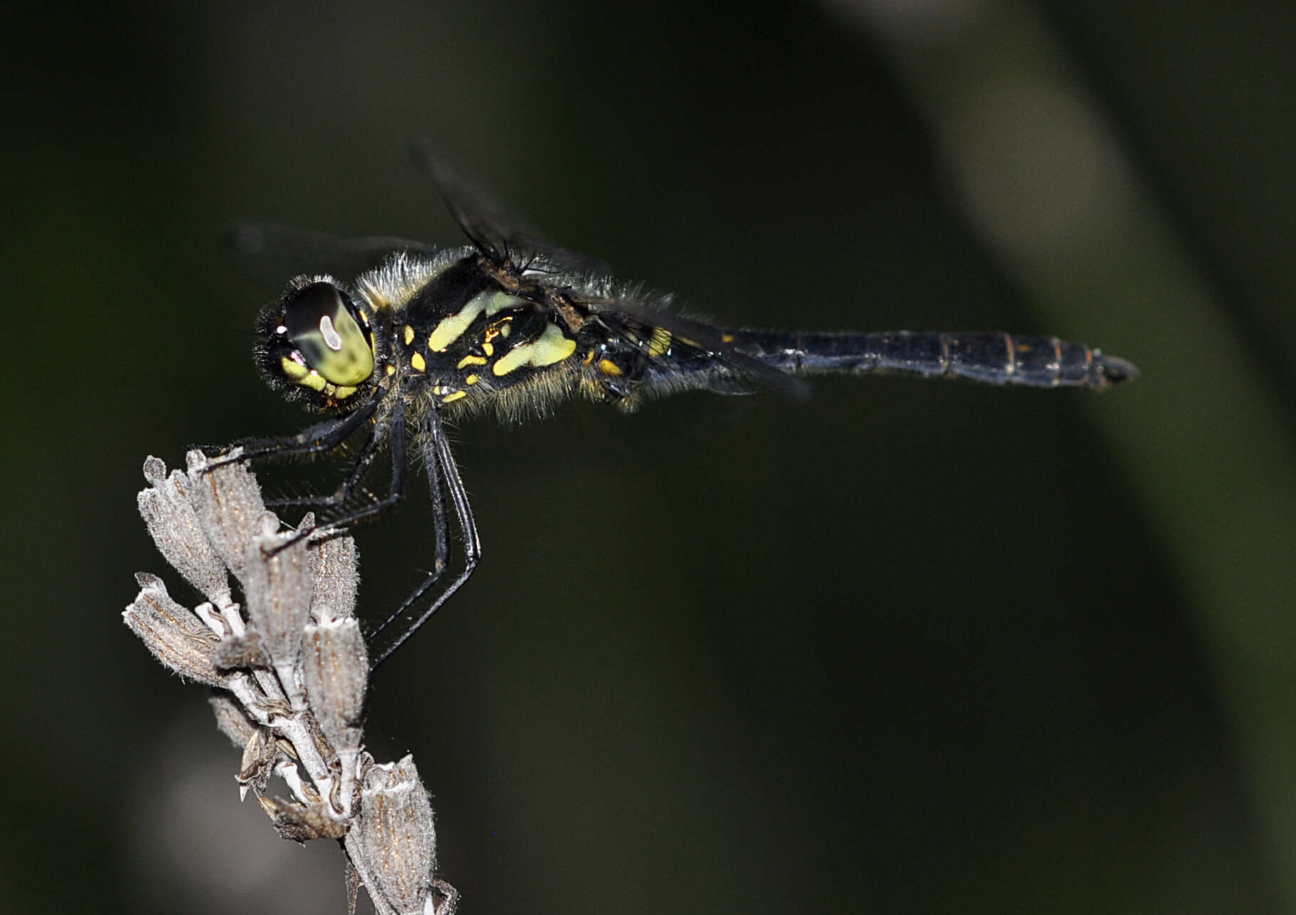 Image of black darter