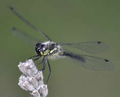 Image of black darter