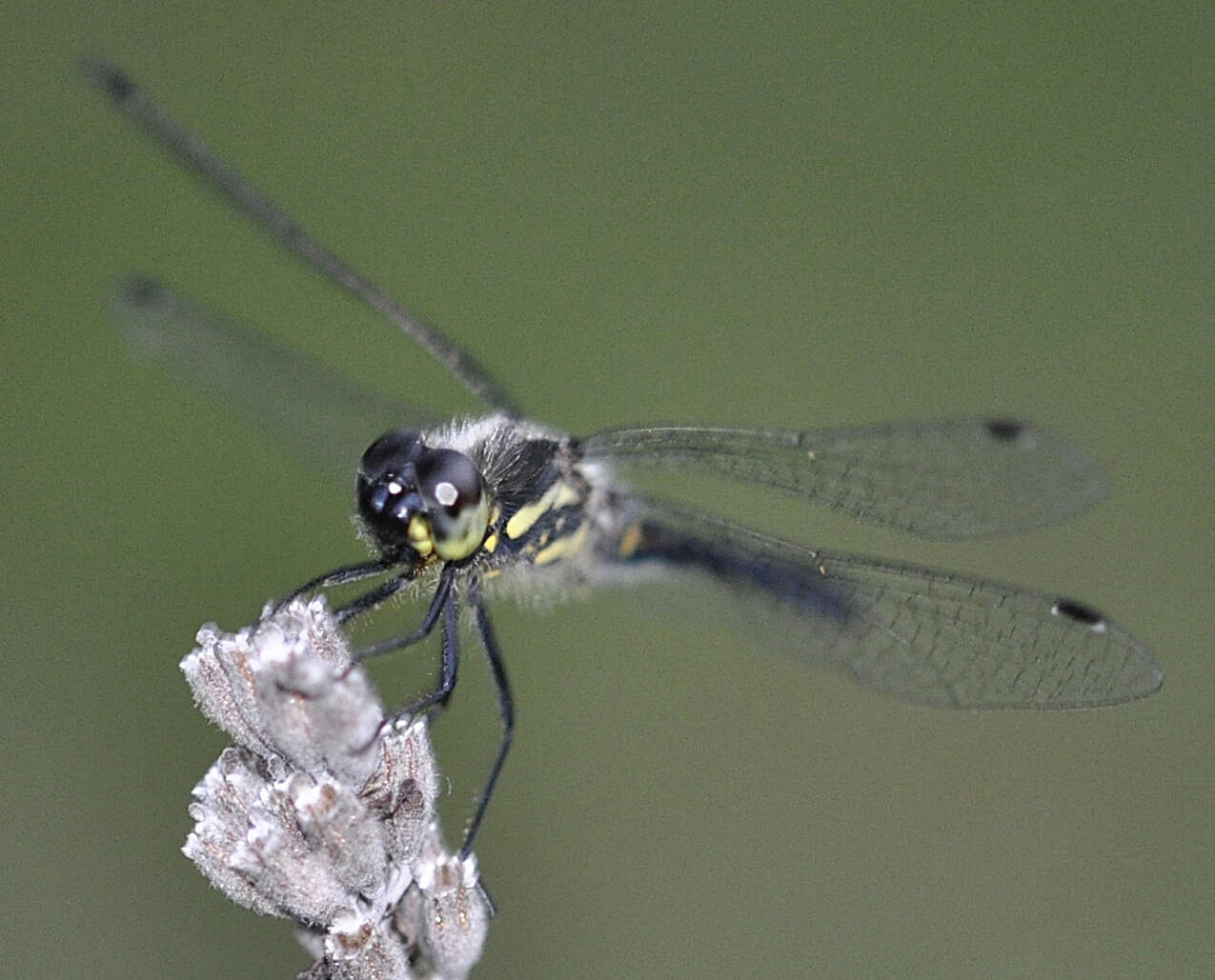 Image of black darter