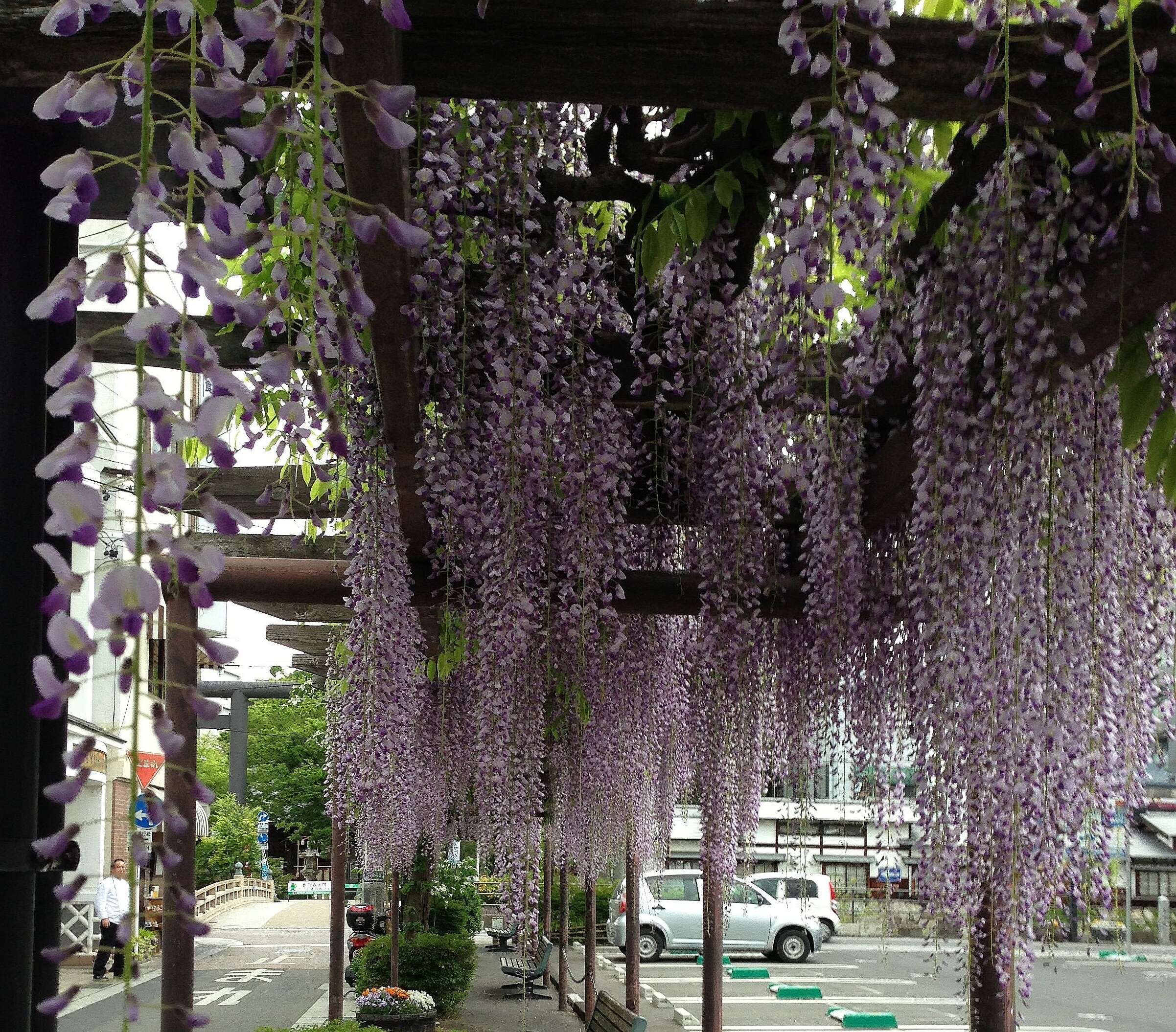 Plancia ëd Wisteria floribunda (Willd.) DC.