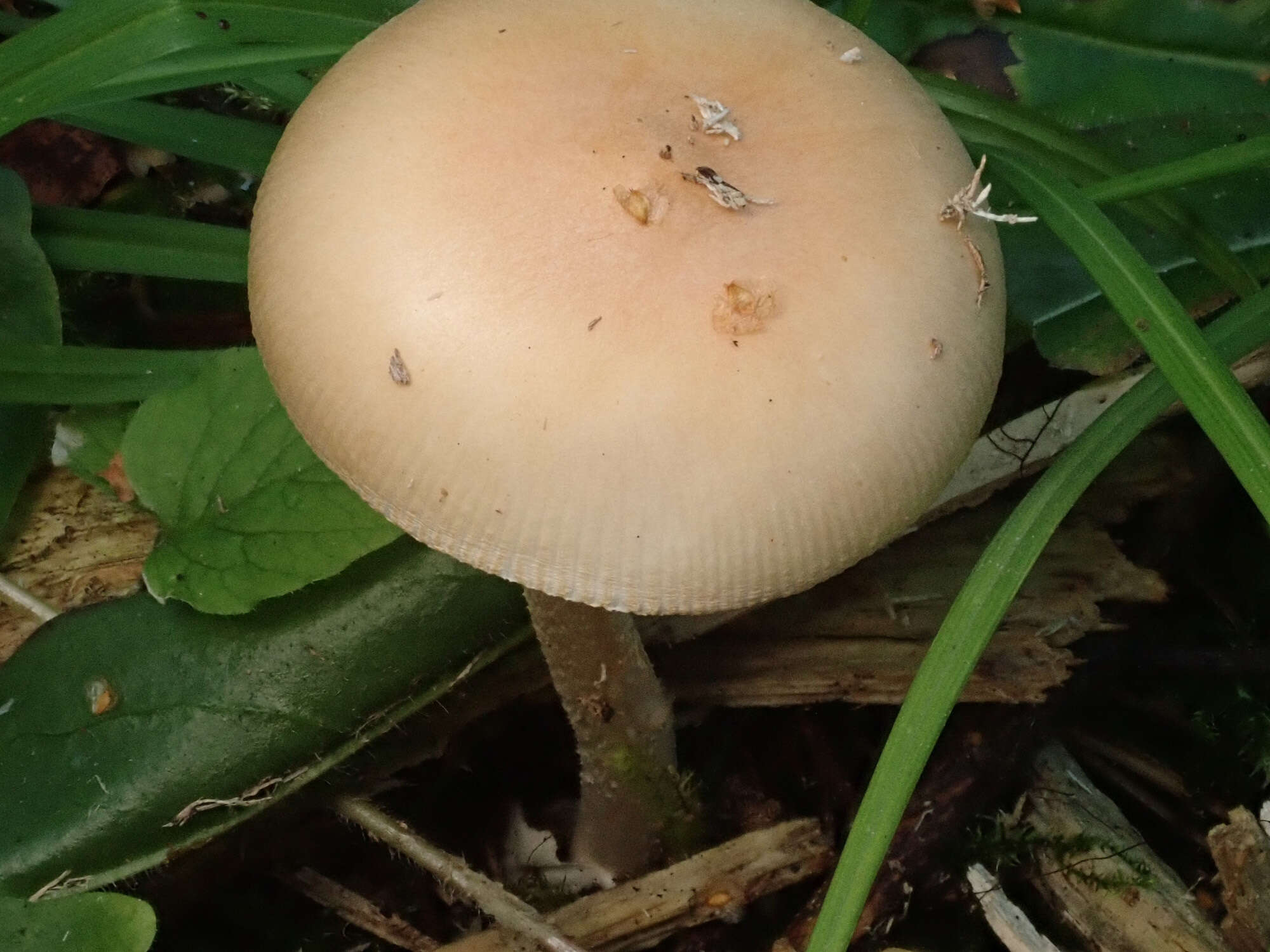 Image de Amanita contui Bon & Courtec. 1989