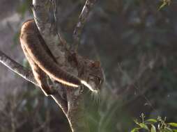 Image of Rusty-Spotted Cat