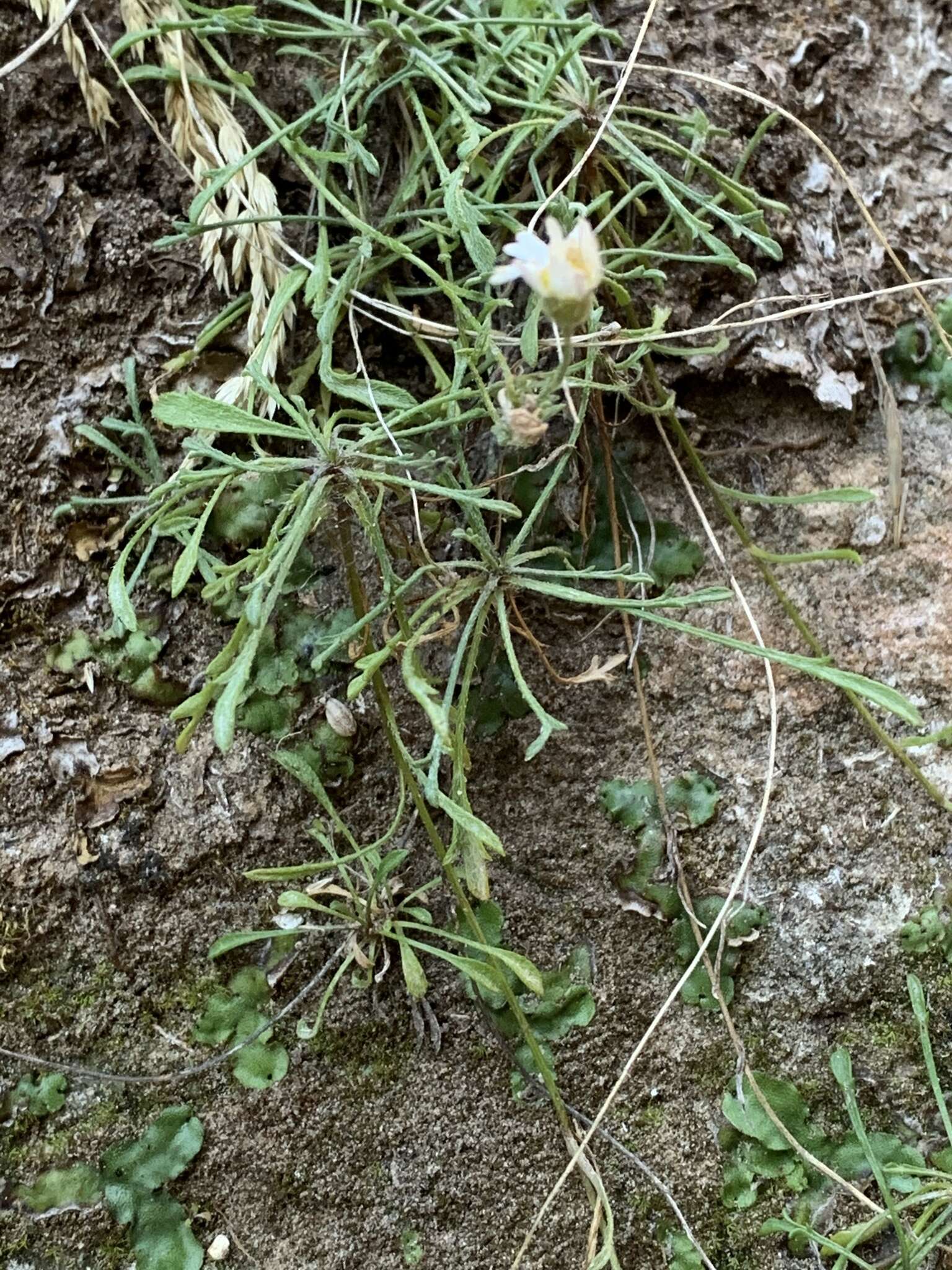 Image of Zion fleabane