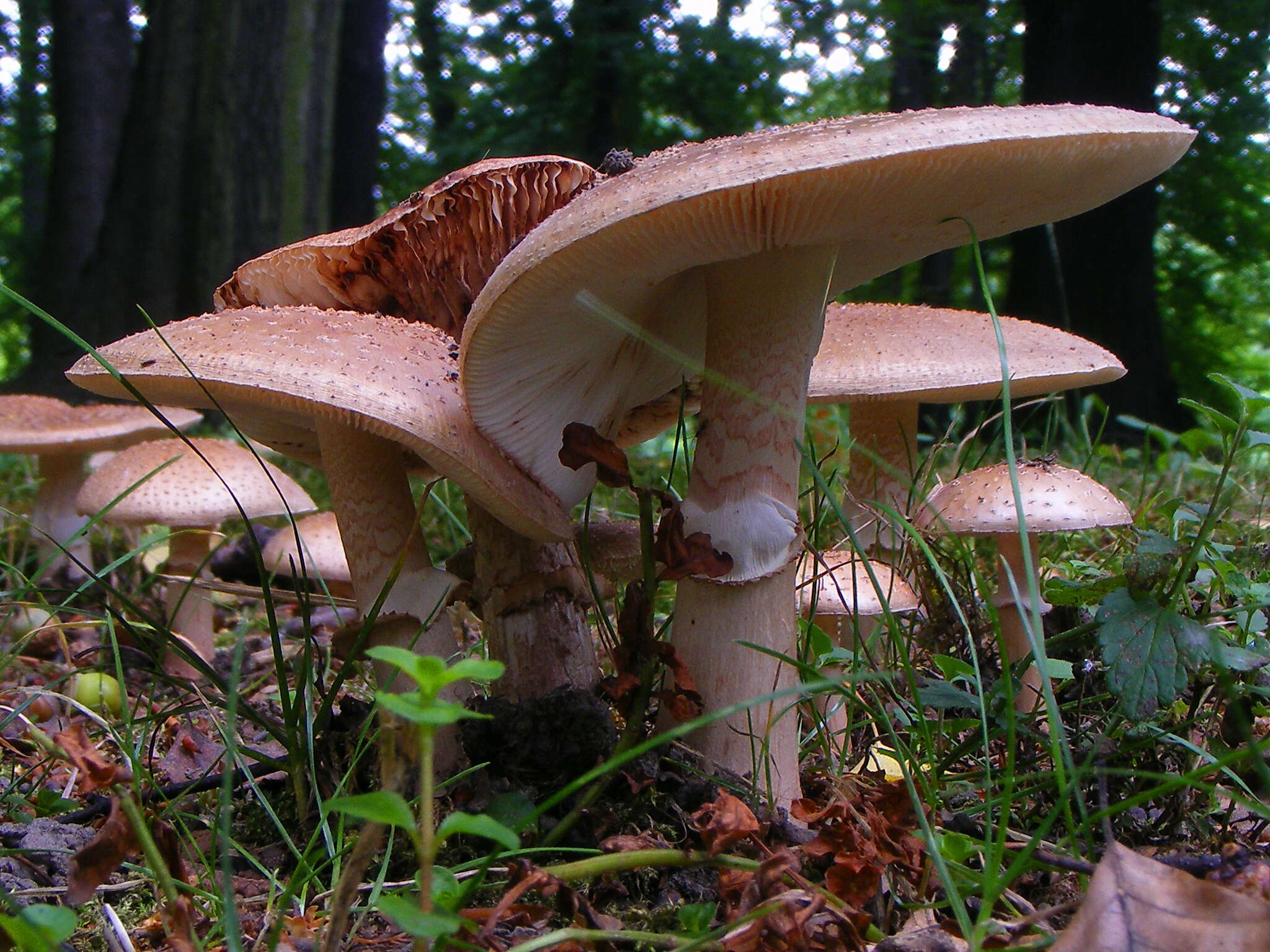 Image of Amanita rubescens Pers. 1797