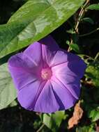 Image of Ipomoea variabilis (Schltdl & Cham.) Choisy