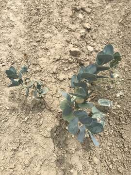 Image of milkweed milkvetch