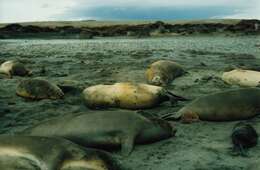 Image of South Atlantic Elephant-seal