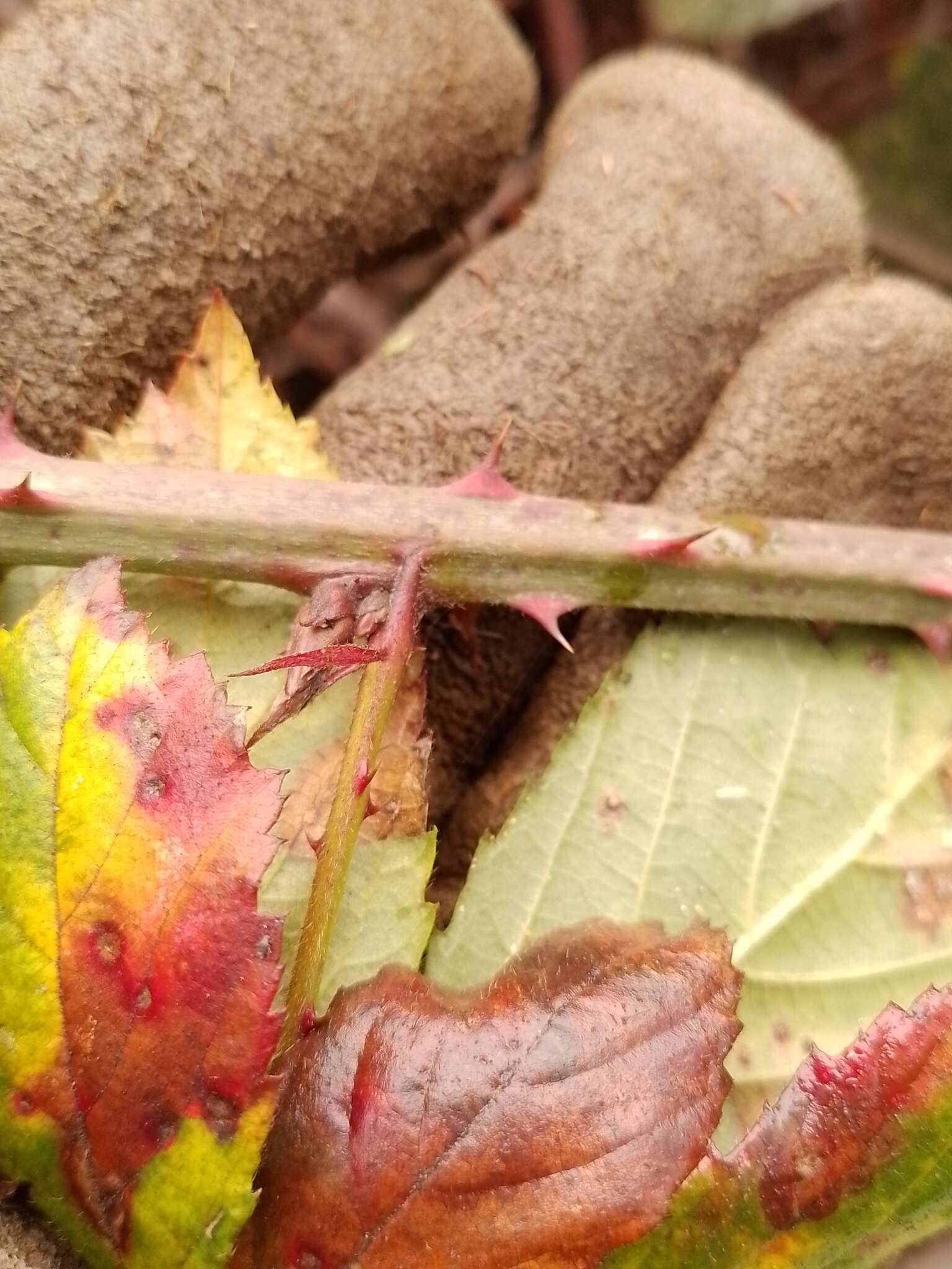 Image of Rubus amplificatus Lees