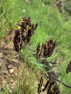 Plancia ëd Alloteropsis semialata (R. Br.) Hitchc.