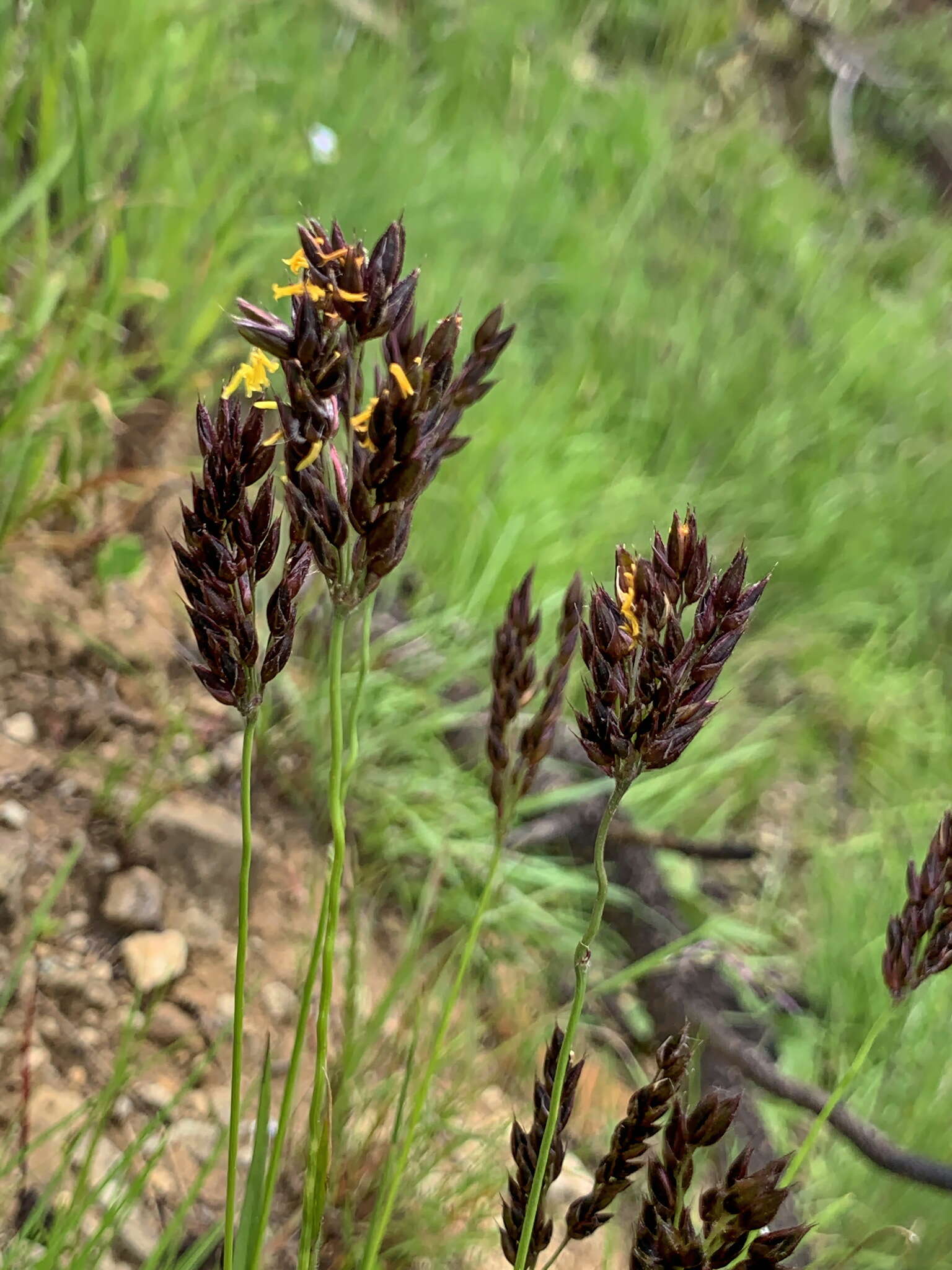 Image of Alloteropsis semialata (R. Br.) Hitchc.