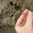 Image of snow grass