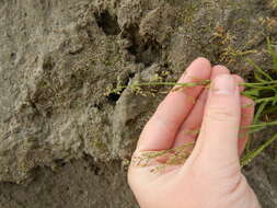 Image of snow grass