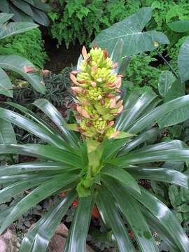 صورة Guzmania roseiflora Rauh