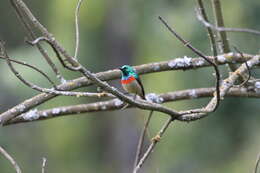 Image of Eastern Double-collared Sunbird