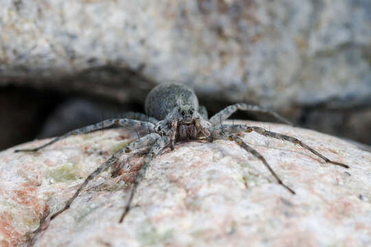 Image of Pardosa falcata Schenkel 1963