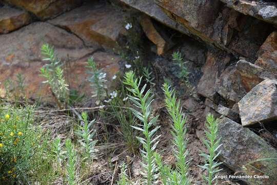 Image of Linaria nivea Boiss. & Reuter