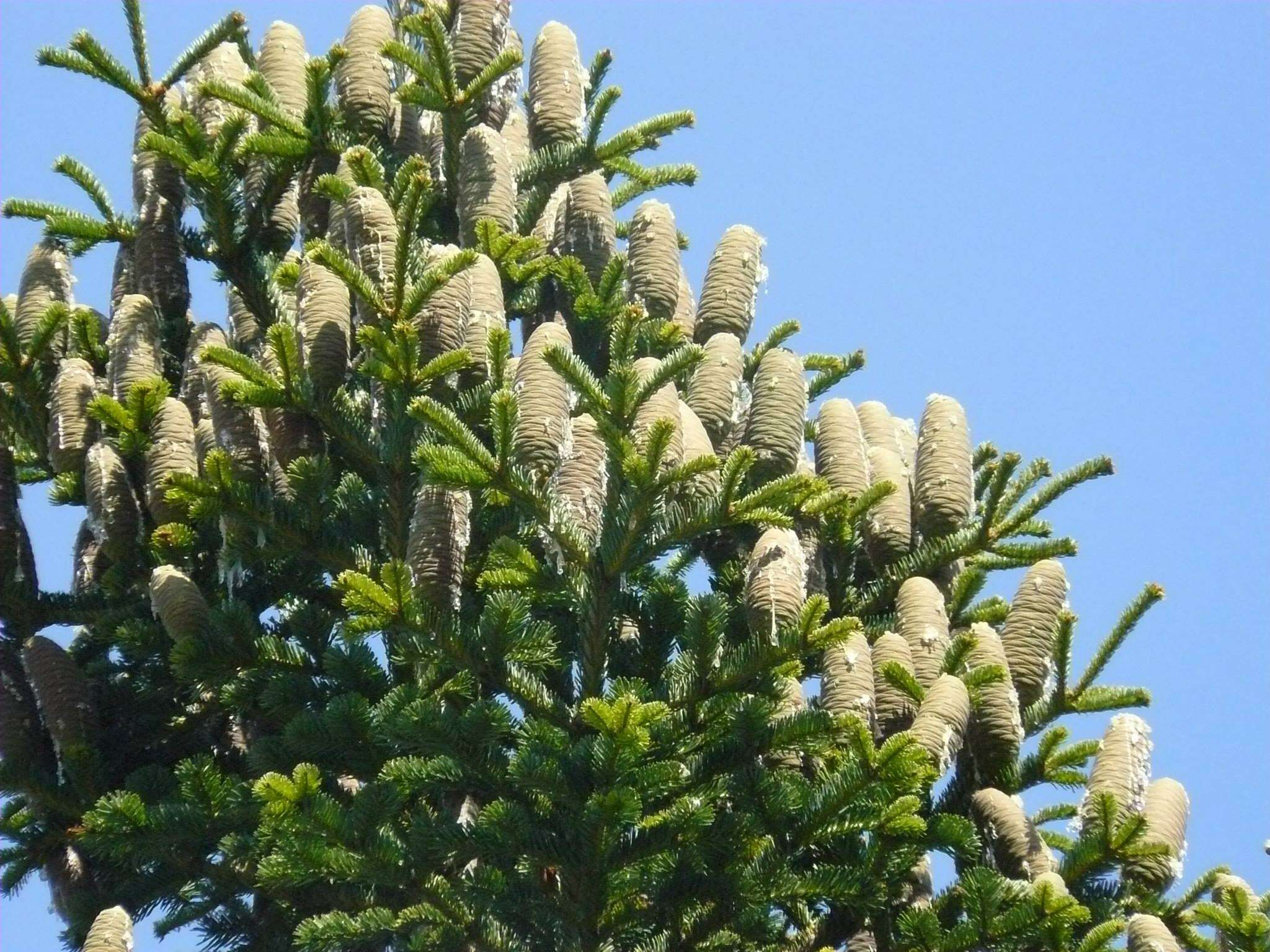 Imagem de Abies cilicica (Antoine & Kotschy) Carrière