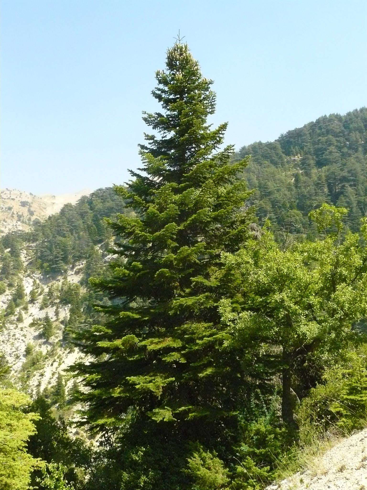 Imagem de Abies cilicica (Antoine & Kotschy) Carrière