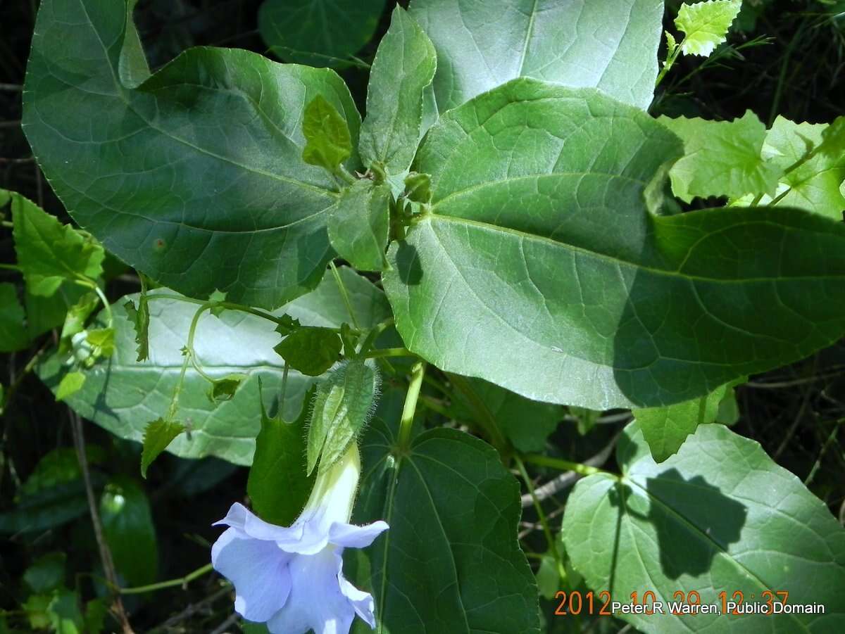 Image of Thunbergia natalensis Hook.