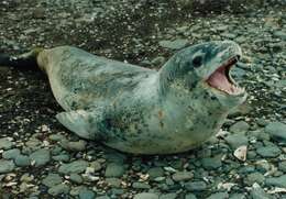 Image of leopard seal