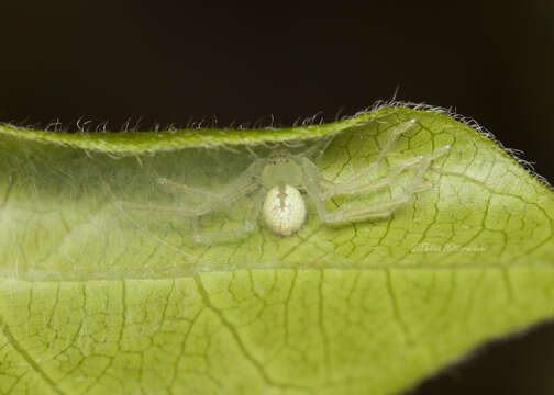 Image of Green Huntsman