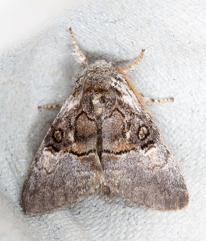 Image of nut-tree tussock